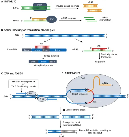 Fig. 1. Mechanisms of loss-of-function technologies. (A) Gene knockdown via RNA interference (RNAi)