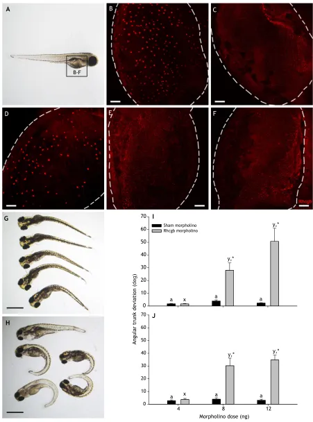 Fig. 2. Off-target effects of Rhcgb morpholino in zebrafish when administered at doses in excess of that causing effective protein knockdown.Anti-Rhcgb whole-mount immunostaining of 4 dpf wild-type zebrafish larvae (A) treated with 4 ng sham (B), 4 ng Rhcg