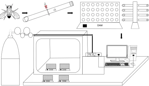 Fig. 2. Schematic diagram of the NO/cGMP/PKG pathway: PKG levels determine time to onset of anoxic coma