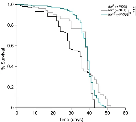 Fig. 6. Lower levels of PKG indicate increased longevity. To assess thepairwise multiple comparison test where *high PKG strain (survival curve (effects of genetic levels of PKG on longevity, 20 male flies per vial were raisedon standard Bloomington food a
