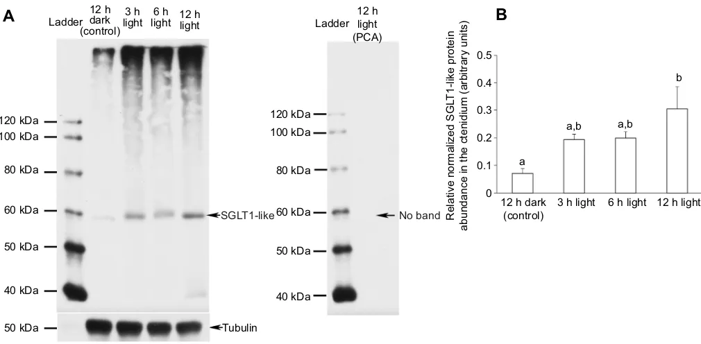 Fig. 6. Protein abundance of SGLT1-like in the ctenidium of Tridacna squamosa kept in darkness for 12 h (control), or exposed to light for 3,6 or 12 h