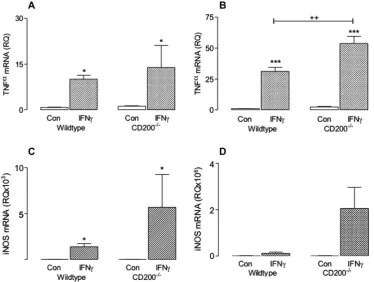 Fig. 1. IFN�c induced markers of classical activation in microglia prepared from wildtype and CD200�/� mice