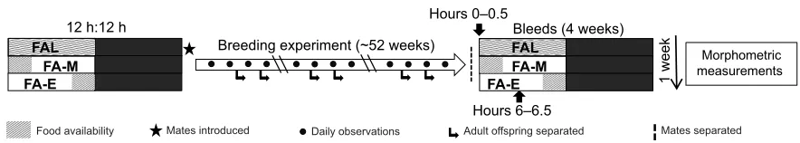 Fig. 1. Experimental protocol. Taeniopygia guttatafemales were randomly paired and 12 pairs each were subjected to restricted food availability for 4 h in the morning (morning FA group, FA-M; hours 00=lights on) or evening (evening FA group, FA-E; hours 8o