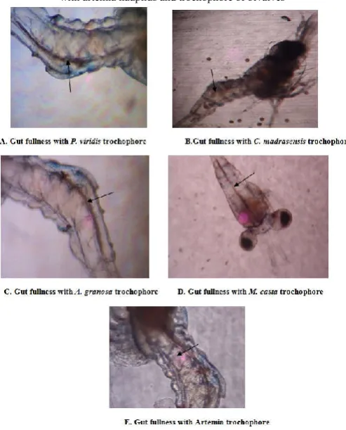 Figure 3 Rate of feeding and survival in  post larvae of M. rosenbergii  fed with artemia nauplius and trochophore of bivalves 