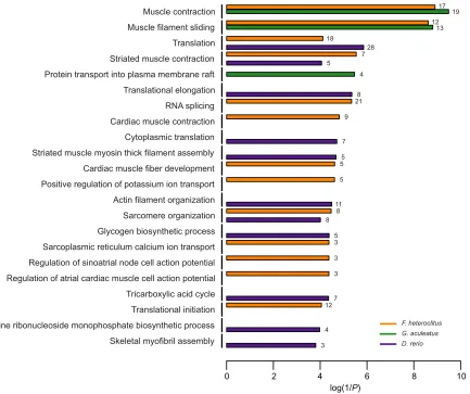 Fig. 2. Gene ontology (GO) biological processes demonstrating significant enrichment for genes demonstrating alternative splicing in killifish(orange), stickleback (green) and zebrafish (purple).each species