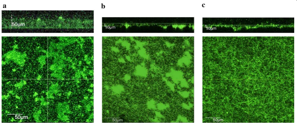 Fig. 3 Structures of live biofilms formed on graphite plates under aerobic ((a) and electricity-generating (b, c) conditions by GFP-expressing S