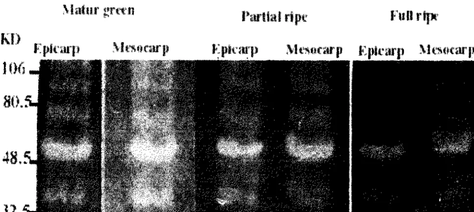 Fig. 6. Non-denaturing