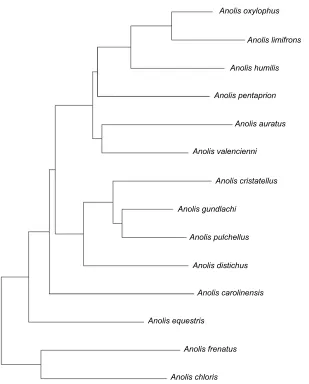 Fig. 1. Pruned phylogenetic tree, representing therelationship between the 14 species included in this study.Modified from Pyron et al