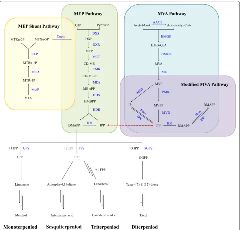 Fig. 1 Biosynthesis of IPP and DMAPP in terpenoid production. The MVA pathway, the modified MVA pathway, the MEP pathway and the MEP shunt pathway are indicated in blue, purple, green and yellow, respectively