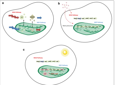 Fig. 3 Enhancing the interaction between the MVA and MEP pathway. a Overexpression of the MVA (MEP) pathway enhances the MEP (MVA) pathway