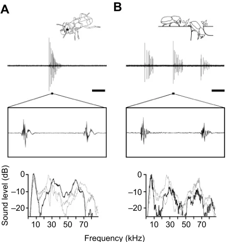 Fig. 1. Chirp types in male Dendroctonus valenssimple chirp (function linked to anti-predation)