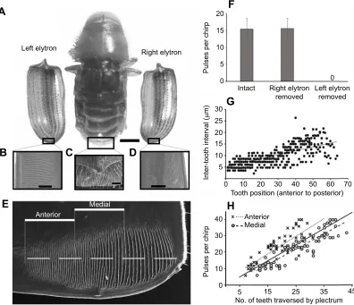 Fig. 2. Sound-producing structures of male D. valens. (A) Dorsal view of a beetle with both elytra removed and positioned ventral surface upwards