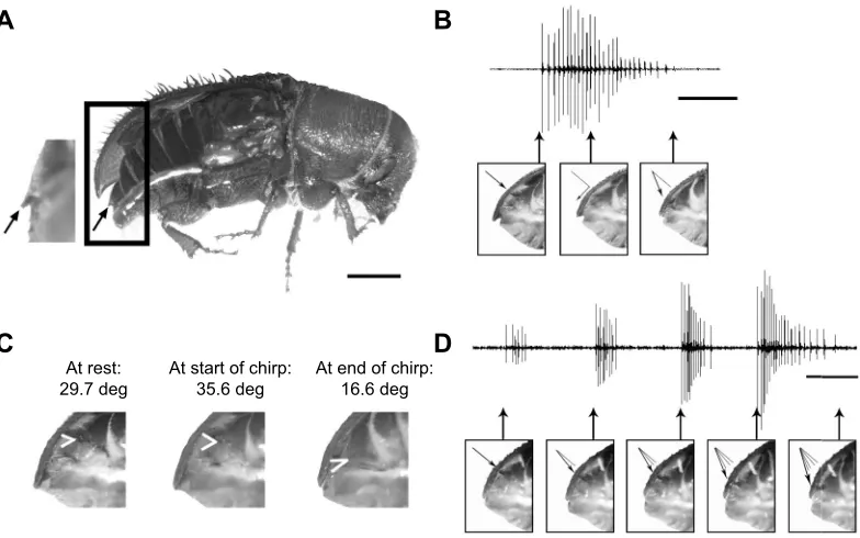 Fig. 3. High-speed video analysis of sound production. (A) Lateral view of a beetle with the right elytron removed