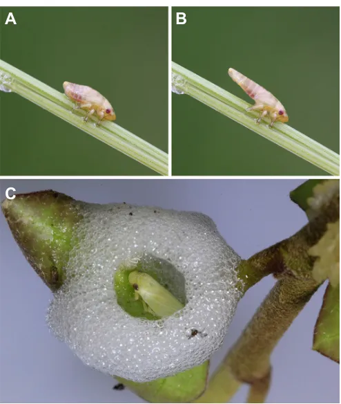 Fig. 1. The meadow spittlebug, Philaenus spumarius. Photographsshowing the extensibility of the abdomen of a P