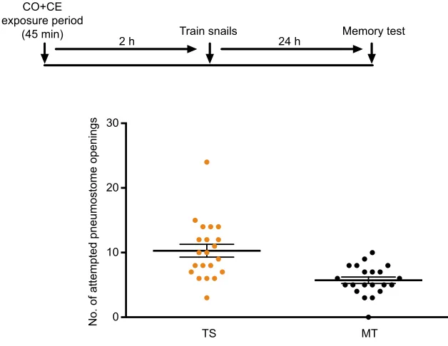 Fig. 1. Pairing of carrot odour and crayfish effluent(CO+CE) before training produces memoryexposed to CO+CE for 45 min, 2 h before being trained(TS) in CO alone (orange circles) and were tested formemory (MT) 24 h later in pond water (PW; black circles).T