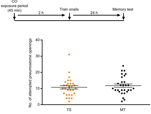 Fig. 2. Exposure to only CO for 45 min, 2 h before