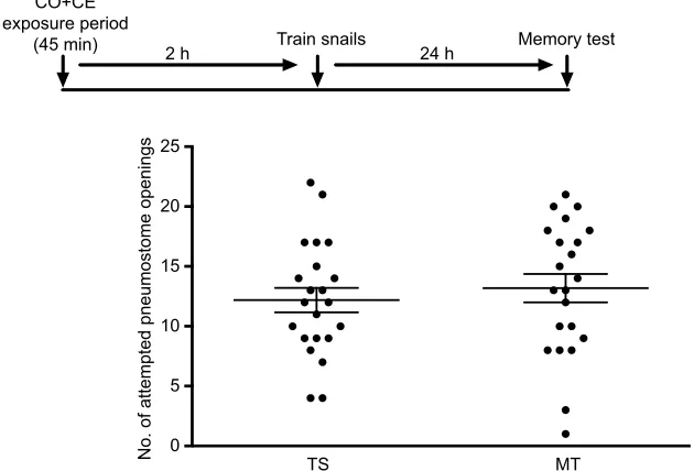 Fig. 4. Simultaneous exposure to CO+boiled CE for45 min, 2 h before training in CO, does not result inmemory enhancement