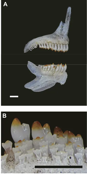 Fig. 2. Skeletal morphology of the mouth in G. mento. (A) Maxilla anddentary bones. Scale bar: 1 mm