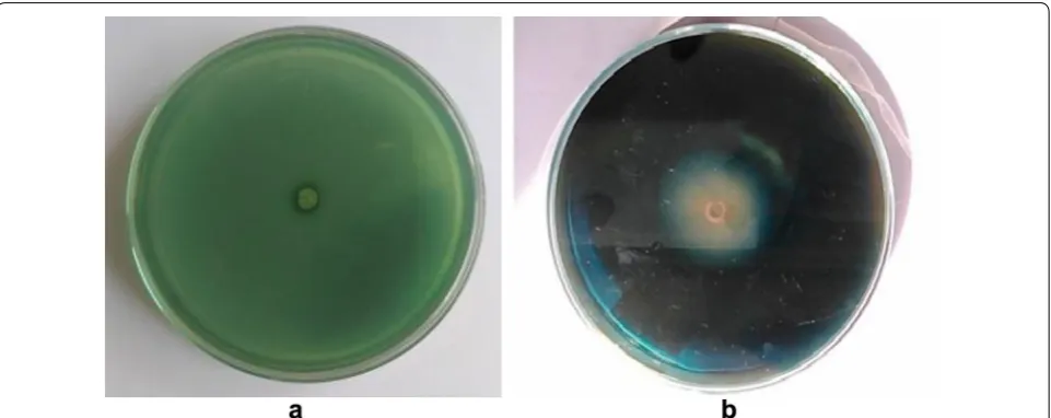Fig. 3 Standard curve on esculin gel diffusion assay for β-glucosidase. a Different concentrations of standard β-glucosidase enzyme from sweet almond (EC 3.2.1.21; activity: ≥ 10 U/mg solid procured from Himedia) activity on EGDA plate, b standard curve of enzyme activity
