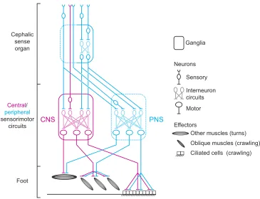 Fig. 5. Possible pathways for neural circuits controlling navigation behaviour in gastropods