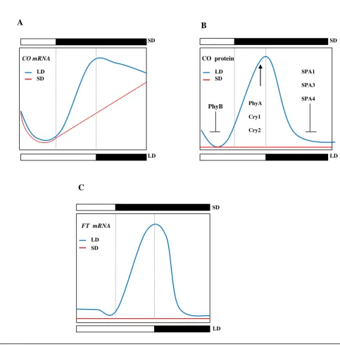 Fig 1.1 Circadian expression of key components in floral regulation. (a) CO mRNA expression exhibits a biphasic curve pattern under LDs