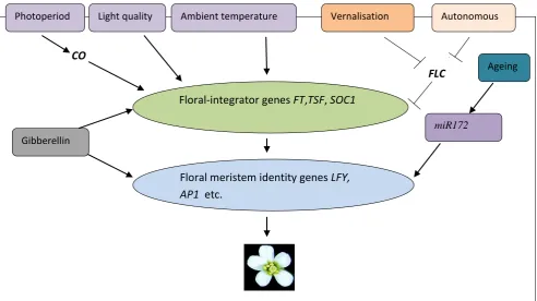 Fig 1.2 The main pathways involved in the control of flowering in 5  Arabidopsis thaliana