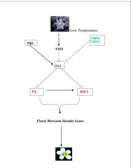 Fig 1.6   A schematic diagram of  the    Vernalization pathway in  Arabidopsis thaliana