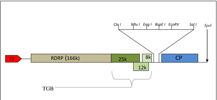 Fig 2.1)(van Wezel et al., 2001)  which was kindly provided by Prof Yiguo Hong (Warwick)