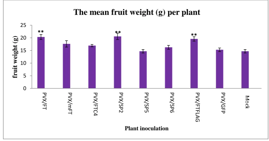 Figure 3.13 Effect of expression of  produced per plant. (C) Shows the mean fruit weight (g) per plant for Ailsa craig inoculated plants (D) Shows the mean seed weight (g) per plant
