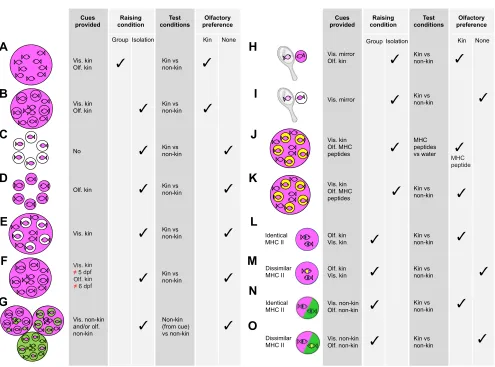 Fig. 1. Summary of behavioural olfactory kin preference tests. Araising conditions, which are described in the next two columns (vis., visual cues; olf., olfactory cues).experienced during the test.imprinting on conspecific and kin cues in zebrafish–O are 