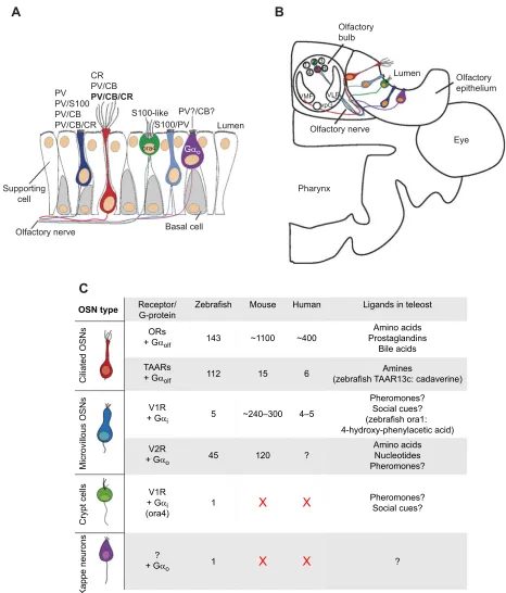 Fig. 2. Zebrafish odorant receptors and olfactory sensory neurons (OSNs). (A) Olfactory epithelial positions of zebrafish OSNs