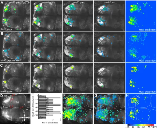 Fig. 4. Spatial distribution of responses to MHC peptides and fish odour. (A,B) Expression of GCaMP2 (greyscale) and odour-evoked relative change invalues indicate more ventral locations