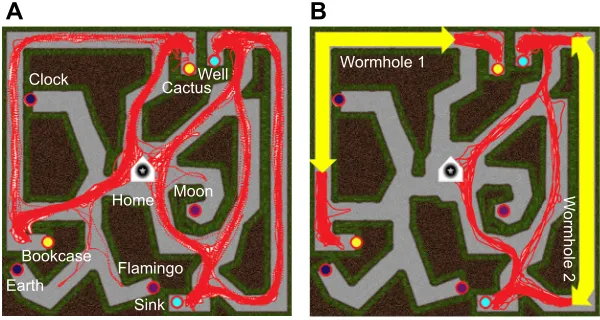 Fig. 3. Route finding in the wormhole experiment.