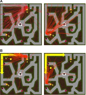 Fig. 4. Shortcuts in the wormhole experiment betweencactus and bookcase. (A) Euclidean maze: all shortcuts fromcactus (a) to bookcase (b) (left) and from b to a (right).(B) Wormhole maze: shortcuts are shifted in the ‘wormholedirection’ of the target (star