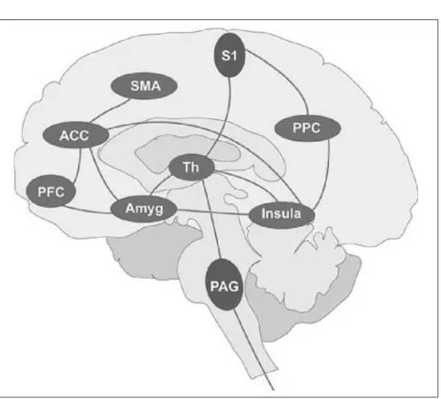 Fig. 1 The pain matrix mainly consists of the thalamus (Th), theamygdala (Amyg), the insula cortex (Insula), the supplementarymotor area (SMA), the posterior parietal cortex (PPC), the pre-frontal cortex (PFC), the cingulate cortex (ACC), the periaqueduc-t