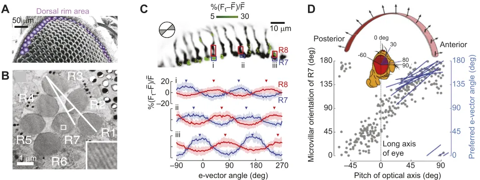 Fig. 1. The dorsal rim area (DRA) is specialized for the detection of linearly polarized light