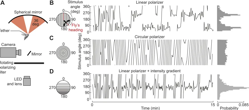 Fig. 2. Flies maintain a straight flight course using polarized skylight. (A) Flies were glued to a steel pin and placed in a magnetic tether in which theypanel)