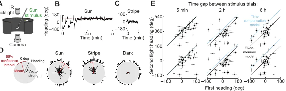Fig. 5. Flies perform menotaxis to a sun stimulus and retain their heading preference over time