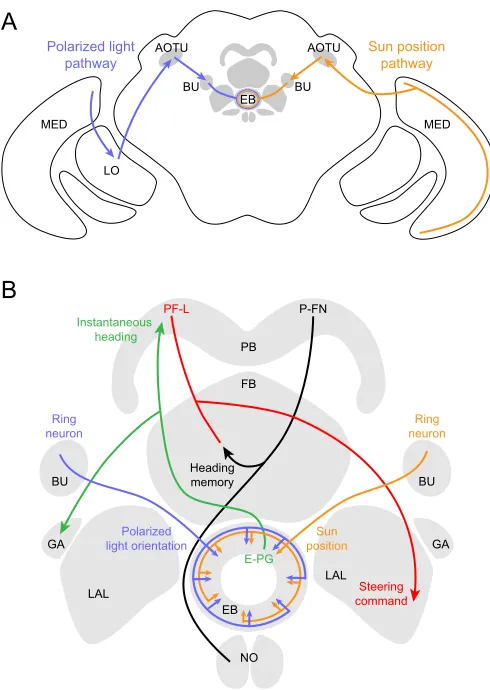 Fig. 7. Proposed neural pathways for polarized light and sun position.(A) Polarized light (blue) and sun position (orange) are likely processed alongsimilar pathways, illustrated here for convenience on different sides of thebrain