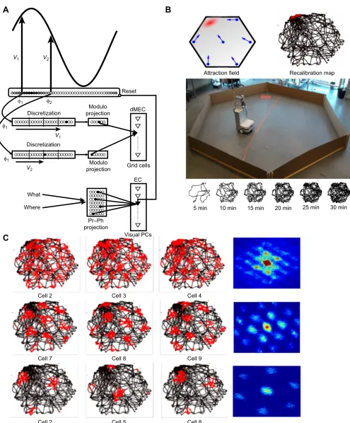Fig. 3. Robot grid cells from path integration and visual recalibration. (A) Architecture for path integration and building grid code