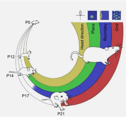 Fig. 2. Sequence of development of spatially relevant cell systems in theinfant rat. Image reproduced from Tan et al
