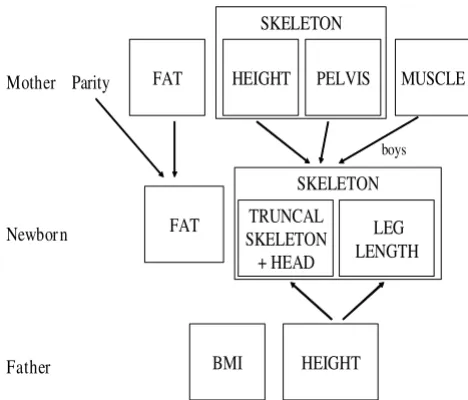 Table 5: Regression analysis of maternal and paternal height and BMI as predictors of neonatal components