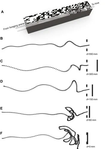 Fig. 1. Experimental setup.(A) Schematic diagram of the setup:of a bee when the distance between thegap and rear wall was 550 mm (B),300 mm (C), 150 mm (D), 60 mm (E) and0 mm (F)