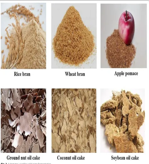 Fig. 2 Substrates used for solid state fermentation