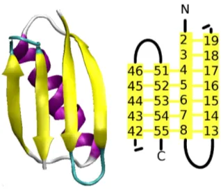 Figure 1.12: Left: The structure of protein G (1PGA). Right: The β -topology for protein G
