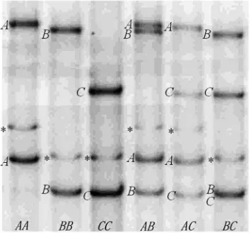 Figure 1. PCR-SSCP of the ovine SSTR1 gene. The bands corresponding to the two strands of the threevariants ofnot represent the variants are marked with a *
