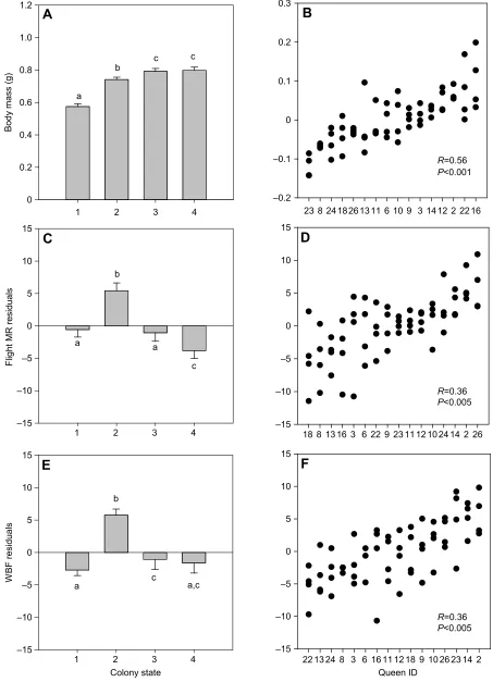 Fig. 4. Queen phenotype changes over time but traits remain repeatable. (A,C,E) Mean (±s.e.m.) values of body mass, flight MR residuals and WBFresiduals from the body mass relationships of 16of a colony, (2) 1 week after emergence of the first worker, (3) 