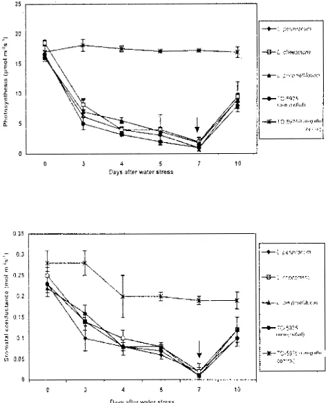 Fig. 1. Photosynthesis and stomatal conductance as affected by water stress in grafted and non-grafted plants of tomato (T0-5975)