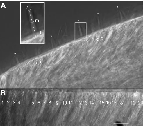 Fig. 1. Representative digital images of anemone tentacles. (A) Fromimages as depicted here, density and morphology of the hair bundles weremeasured