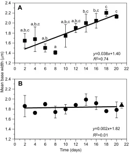 Fig. 5. Time course of hair bundle width at the middle with 1 h day−represent a linear fit of each time course (equation and(A, squares) or not (B)